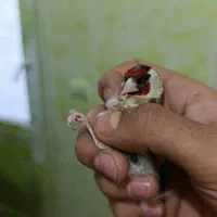 ماده سهره مست مست اماده تن