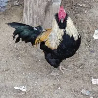 فروش خروس پاکوتاه و مرغ بندر دیر