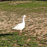 غاز نر گوشتی دومیلیون وصد هزار