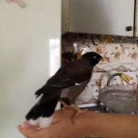 مینابه شرط واروم