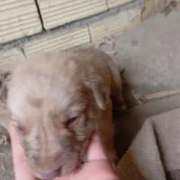 سگ مالینویز