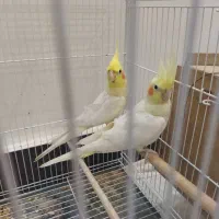 جفت عروس بالغ