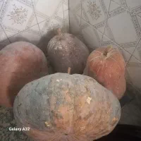 کدو محلی شمال خشک