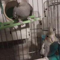 جوجه* عروس *هلندی* سینامون|پرنده|تهران, اتابک|دیوار