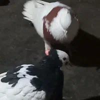 کبوتر پرشی بوم