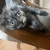 گربه گم شده