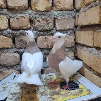 طوقی دم سفید سینه ای کله الماسی سرخ پرشی کله ای|پرنده|مبارکه, |دیوار