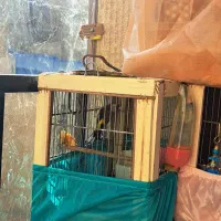 سهره|پرنده|کرج, اصفهانیها|دیوار