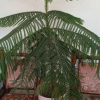 فروش کاج مطبق