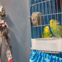 مرغ عشق بالغ