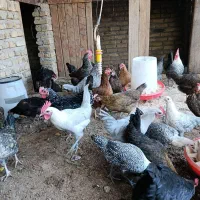 فروش مرغ وخروس|حیوانات مزرعه|اردکان, |دیوار