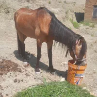 اسب نریان آروم  سرحال