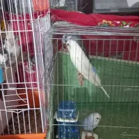 پنج تا مرغ عشق دوتا عروس هلندی