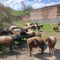 سلام ۳۷ راس بره ماده درجه یک به فروش میرسد