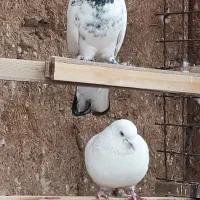 کفترپرشی ساعت سنگین|پرنده|یزد, |دیوار