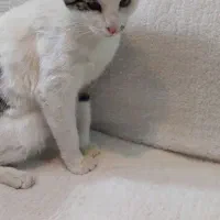 واگذاری گربه رایگان|گربه|اصفهان, سپاهانشهر|دیوار