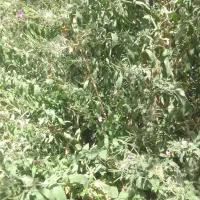 پونه کوهی درجه ۱
