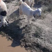 گوسفند فروشی|حیوانات مزرعه|جیرفت, |دیوار