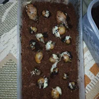 ارایشی، حیوانات