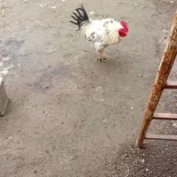 مرغ وخروس  فشن