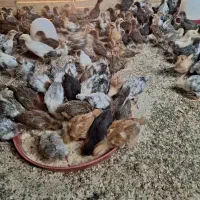 1000 عدد جوجه مرغ گلپایگانی 45روزه و 35 روزه‌