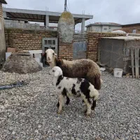 شیشک بره دار