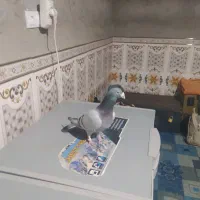 کیلومتری نر