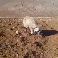 گوسفند|حیوانات مزرعه|کوهرنگ, |دیوار