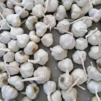 فروش سیر سفید درجه یک  همدان
