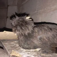 مرغ