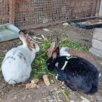 خرگوش|موش و خرگوش|قزوین, |دیوار