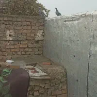 کفتر‌|پرنده|کلاله, |دیوار