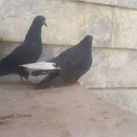 کبوتر|پرنده|مشهد, فاطمیه|دیوار