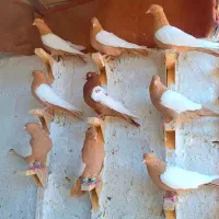 سینه سرخ|پرنده|شیراز, دلگشا|دیوار
