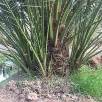 انواع پاجوش نخل