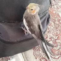 طوطی عروس هلندی گمشده|پرنده|بجنورد, |دیوار