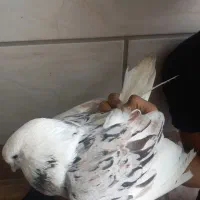 نر دوکت سرور بلند نوک ریز ضمانت نطفه
