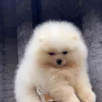 سگ پامر نر خرسی وارداتی میکروچیپ دار|سگ|تهران, پاسداران|دیوار