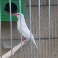 فنچ نرگسی  .|پرنده|سمنان, |دیوار