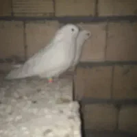 کفترطهرونی