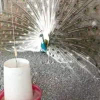 طاووس