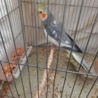 عروس هلندی|پرنده|ری, بی‌بی شهر بانو|دیوار