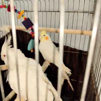 عروس هلندی|پرنده|شیراز, شیشه‌گری|دیوار