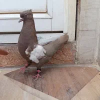سینه ای