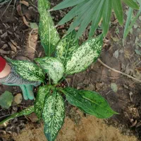 آگلونما برفی