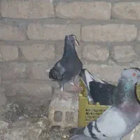 کفتر|پرنده|مشهد, حسین‌آباد|دیوار