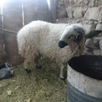 بره وکره چاق