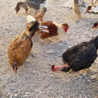 مرغ‌وخروس‌محلی|حیوانات مزرعه|بندر گناوه, |دیوار