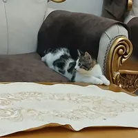 بچه گربه