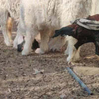 گوسفند ماده آبست ویک بره کابور|حیوانات مزرعه|زابل, |دیوار